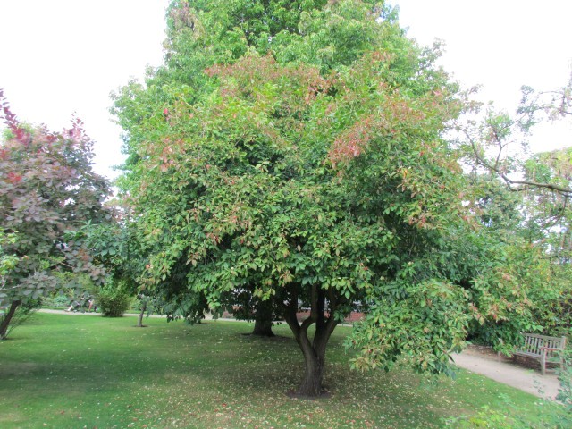 Euonymus hamiltonianus ManEuonymusYedoensis.JPG