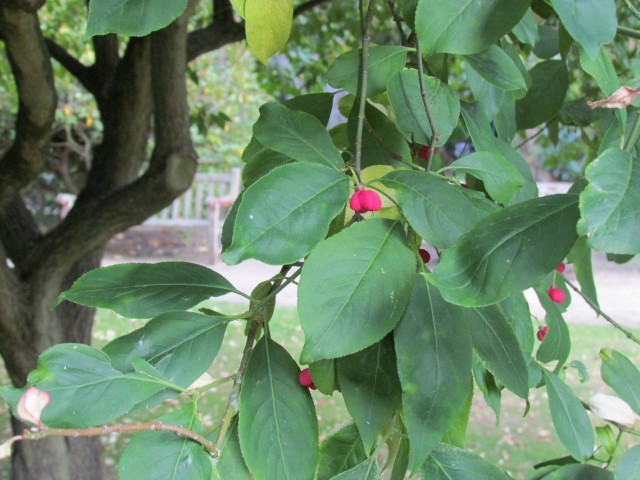 Euonymus hamiltonianus ManEuonymusYedoensisFlowerDetail.JPG