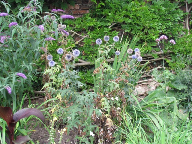 Echinops ritro ManGlobe1.JPG