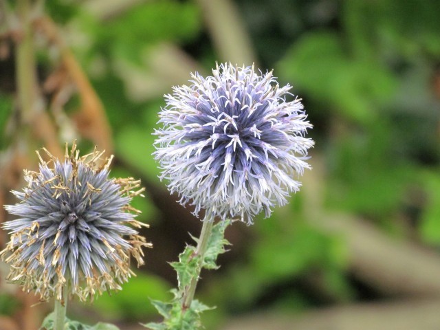 Echinops ritro ManGlobe2.JPG