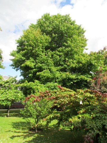 Liquidambar styraciflua ManLiquidambarStyraciflua1.JPG