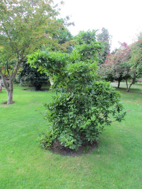 Magnolia liliiflora ManMagnoliaLillifloraNigra3.JPG