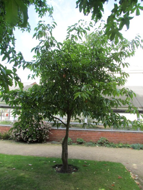 Nyssa sinensis ManNyssaSinensis.JPG