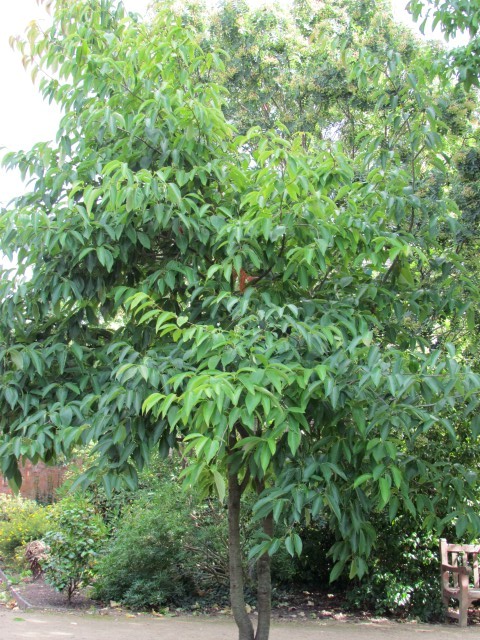 Nyssa sinensis ManNyssaSinensis2.JPG