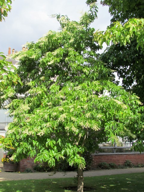 Oxydendrum arboreum ManOxydendronArboretum.JPG