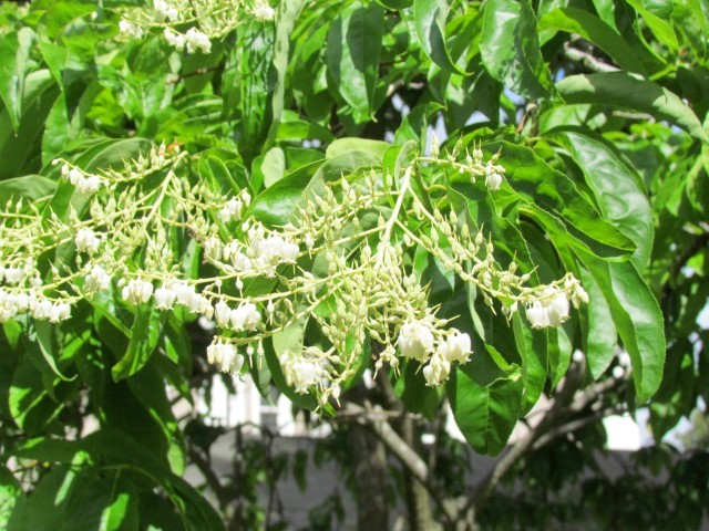 Oxydendrum arboreum ManOxydendronArboretumDetail2.JPG