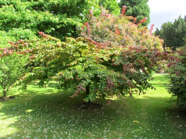 Parrotia persica ManPerrotiaPersica.JPG