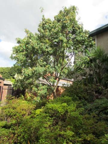 Sorbus cashmiriana ManSorbusCashmiriniaFull.JPG