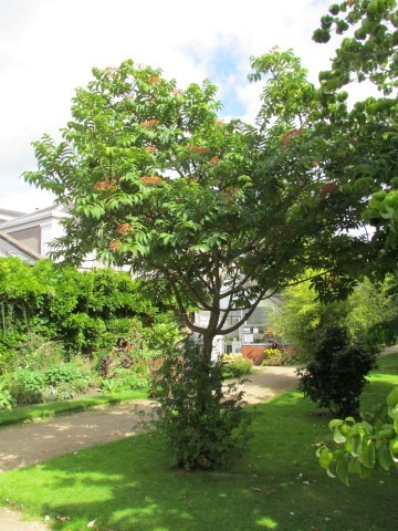 Sorbus sargentiana ManSorbusSargentiana.JPG