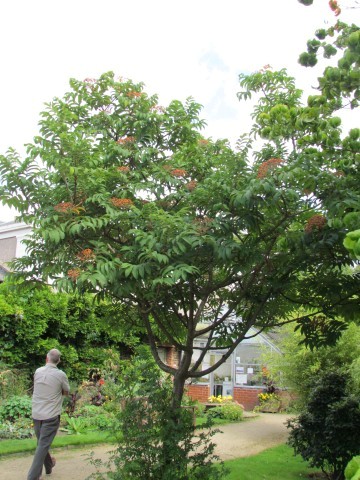 Sorbus sargentiana ManSorbusSargentiana2.JPG