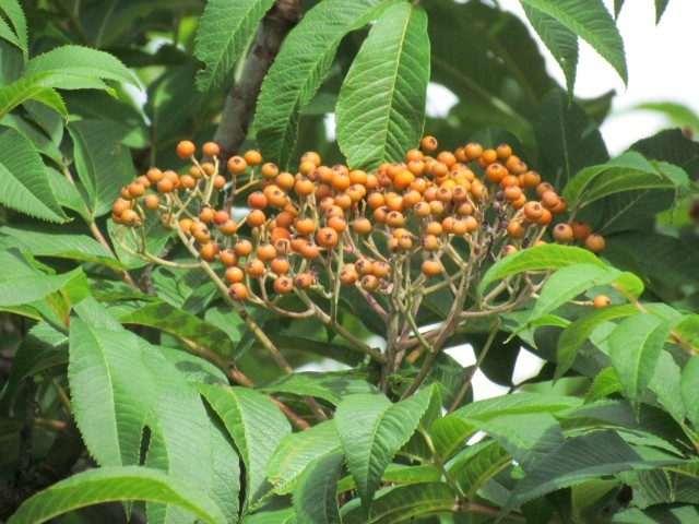 Sorbus sargentiana ManSorbusSargentianaFrutDetail.JPG