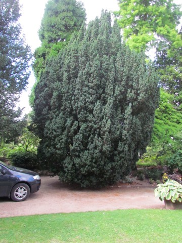 Taxus baccata ManTaxusBaccataFastigiata2.JPG