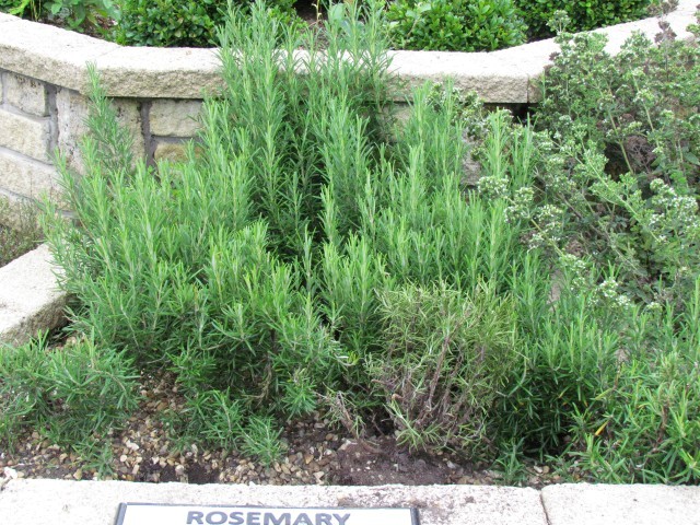 Rosmarinus officinalis Manrosemary.JPG