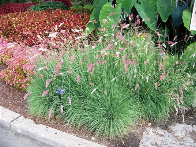 Picture of Melinus nerviglumis 'Pink Champagne' Pink Champagne Ruby Grass