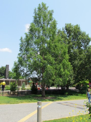 Metasequoia glyptostroboides MetaseqoiaGlyptostroboidesNational1.JPG