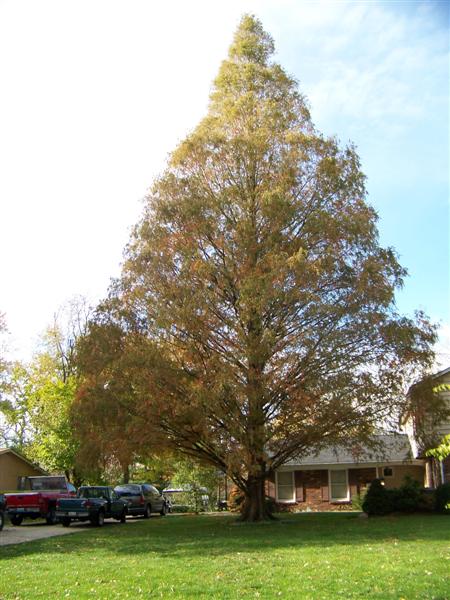 Picture of Metasequoia glyptostroboides  Dawn Redwood