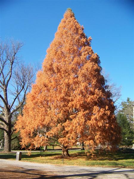 Picture of Metasequoia glyptostroboides  Dawn Redwood