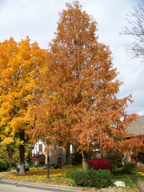 Picture of Metasequoia glyptostroboides  Dawn Redwood