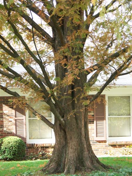 Picture of Metasequoia%20glyptostroboides%20%20Dawn%20Redwood