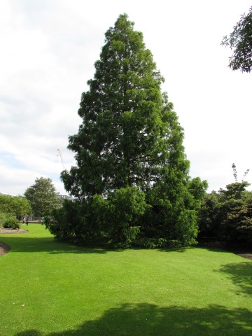 Metasequoia glyptostroboides MetasequoiaGlyptostroboidesFullCUBG2.JPG