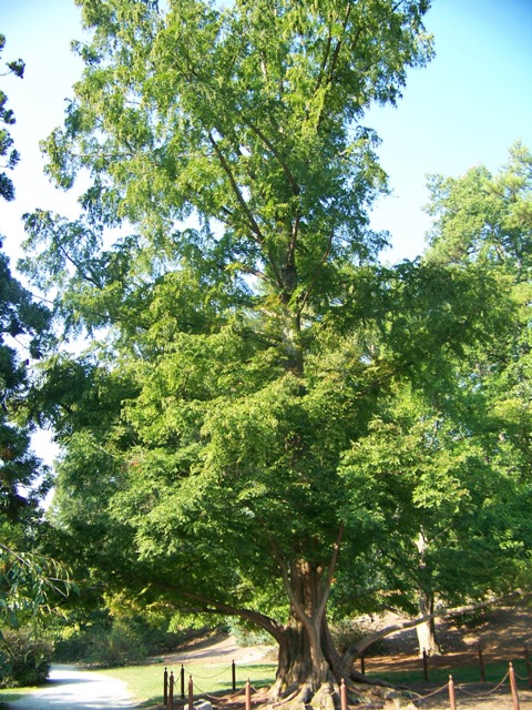 Picture of Metasequoia glyptostroboides  Dawn Redwood