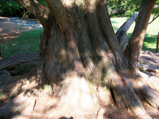 Picture of Metasequoia glyptostroboides  Dawn Redwood