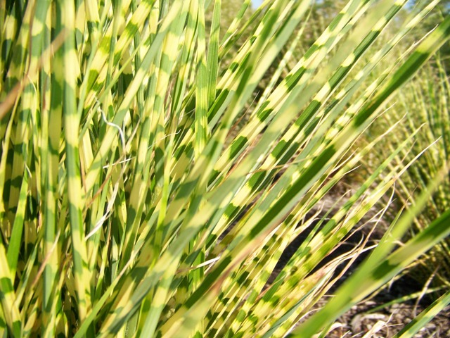 Picture of Miscanthus sinensis 'Gold Bar' Gold Bar Maiden Grass