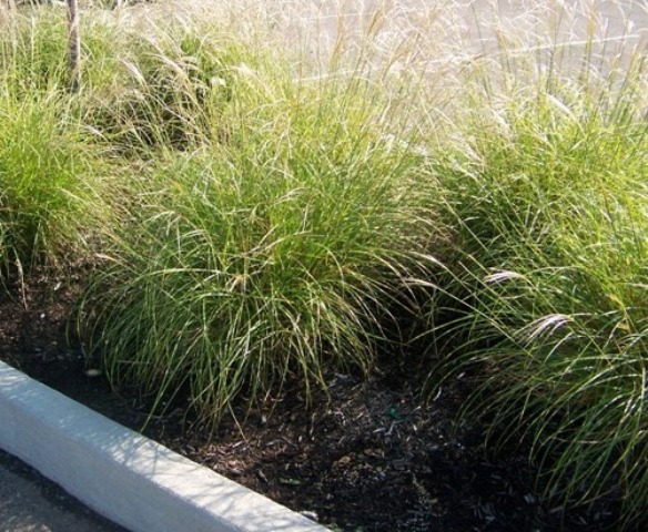 Picture of Miscanthus%20sinensis%20'Zebrinus'%20Little%20Zebra%20Maiden%20Grass