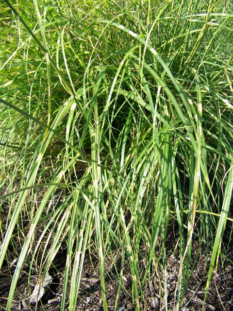 Picture of Miscanthus%20sinensis%20'Zebrinus'%20Little%20Zebra%20Maiden%20Grass