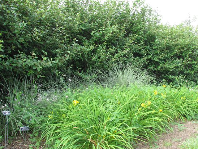 Miscanthus sinensis MiscanthusSinensis.JPG