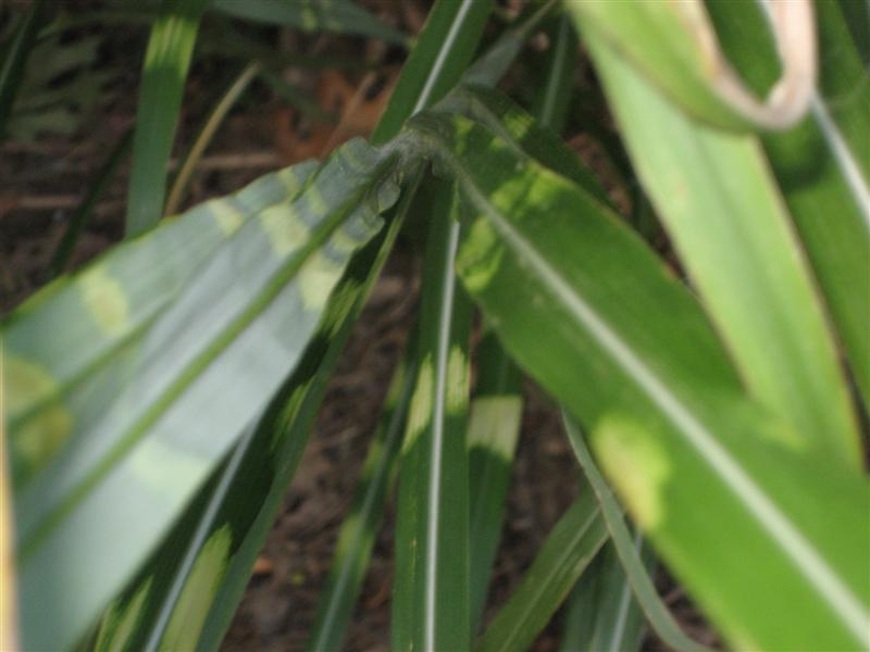 Miscanthus sinensis Miscanthus_sinensis_center.JPG