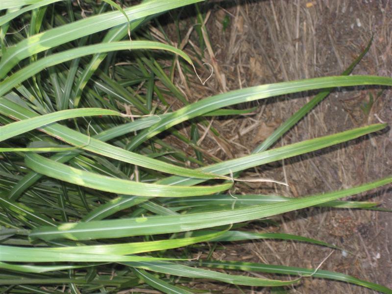 Miscanthus sinensis Miscanthus_sinensis_leaf_long.JPG