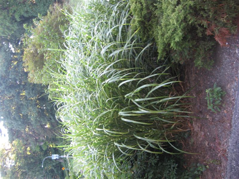 Miscanthus sinensis Miscanthus_sinensis_side.JPG