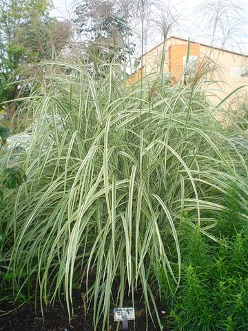 Picture of Miscanthus sinesis 'Variegatus' Variegated Silver Grass