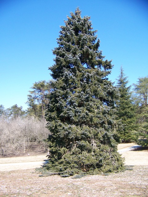 Picea pungens MoerheimColoradoSpruce.JPG