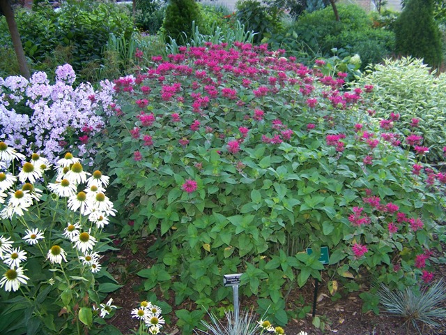 Picture of Monarda didyma 'Raspberry Wine' Raspberry Wine Bee Balm