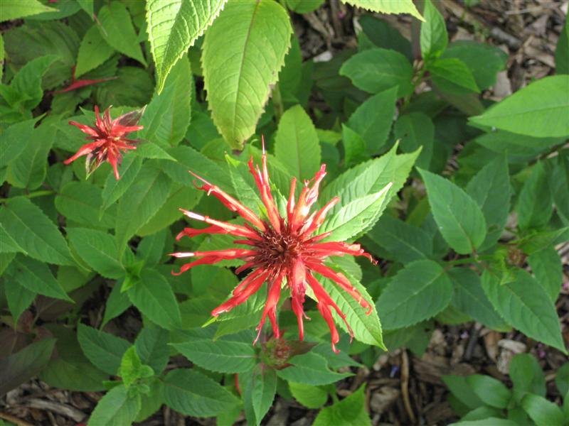 Monarda didyma Monarda_didyma_foliage.JPG