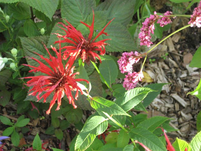 Monarda didyma Monarda_didyma_plant.JPG