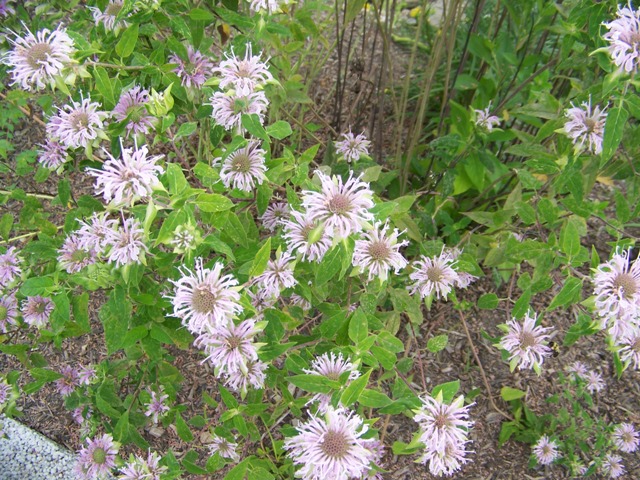 Monarda fistulosa Monardafistulosa.JPG