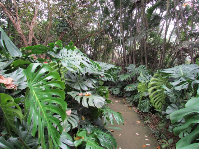 Monstera deliciosa MonsteraDeliciosaGrove2.JPG