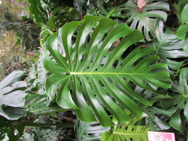 Monstera deliciosa MonsteraDeliciosaLeaf.JPG