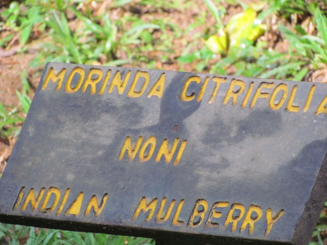Morinda citrifolia MorindaCitrifoliaNoniSign.JPG