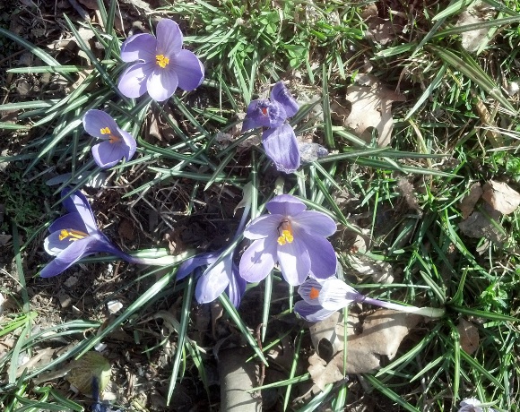 Crocus vernus MoscowOhioCrocusMedium.jpg