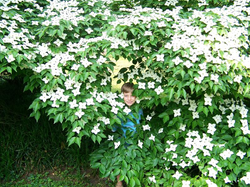 Picture of Cornus kousa 'Milky Way' Milky Way Kousa Dogwood