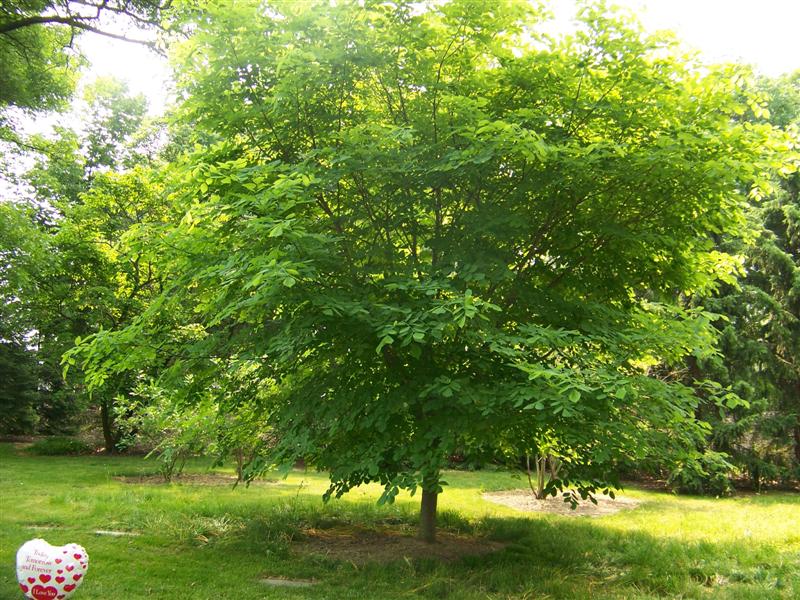 Picture of Cladrastis kentukea  Yellowwood