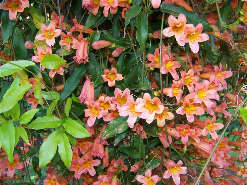 Picture of Bignonia capreolata 'Tangerine Beauty' Tangerine Beauty Crossvine