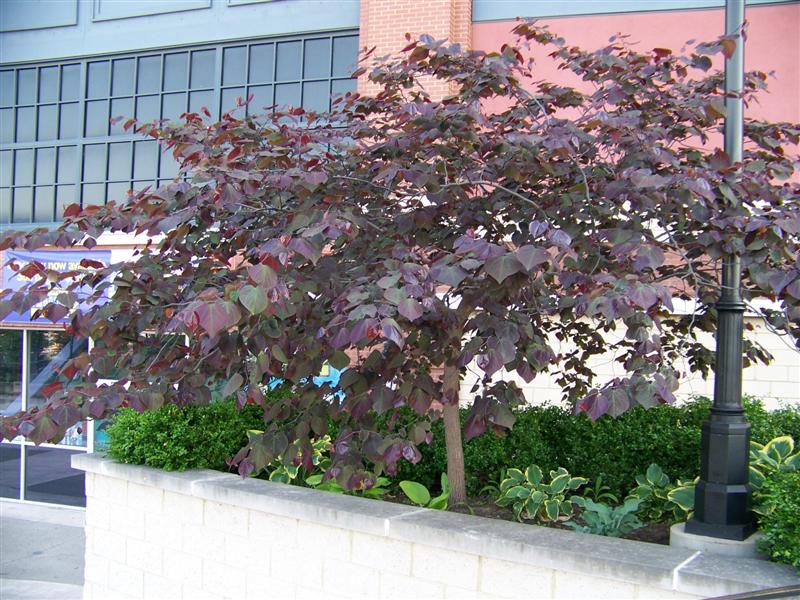 Picture of Cercis canadensis 'Forest Pansy' Forest Pansy Redbud