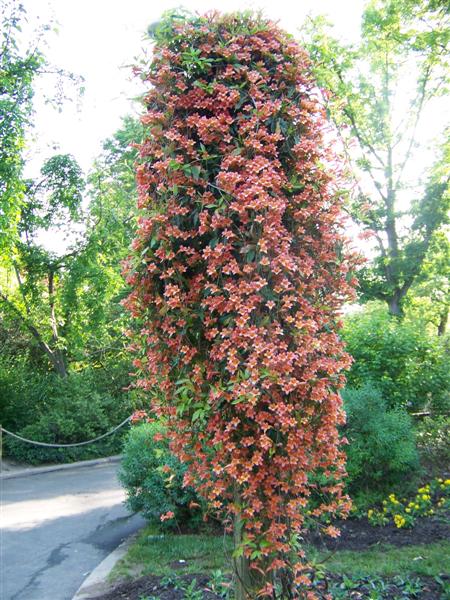 Picture of Bignonia capreolata 'Tangerine Beauty' Tangerine Beauty Crossvine