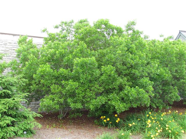 Myrica pensylvanica MyricaPennsylvanicaPlant.JPG