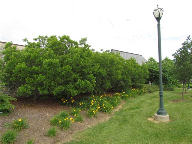 Myrica pensylvanica MyricaPennsylvanicaPlanting.JPG